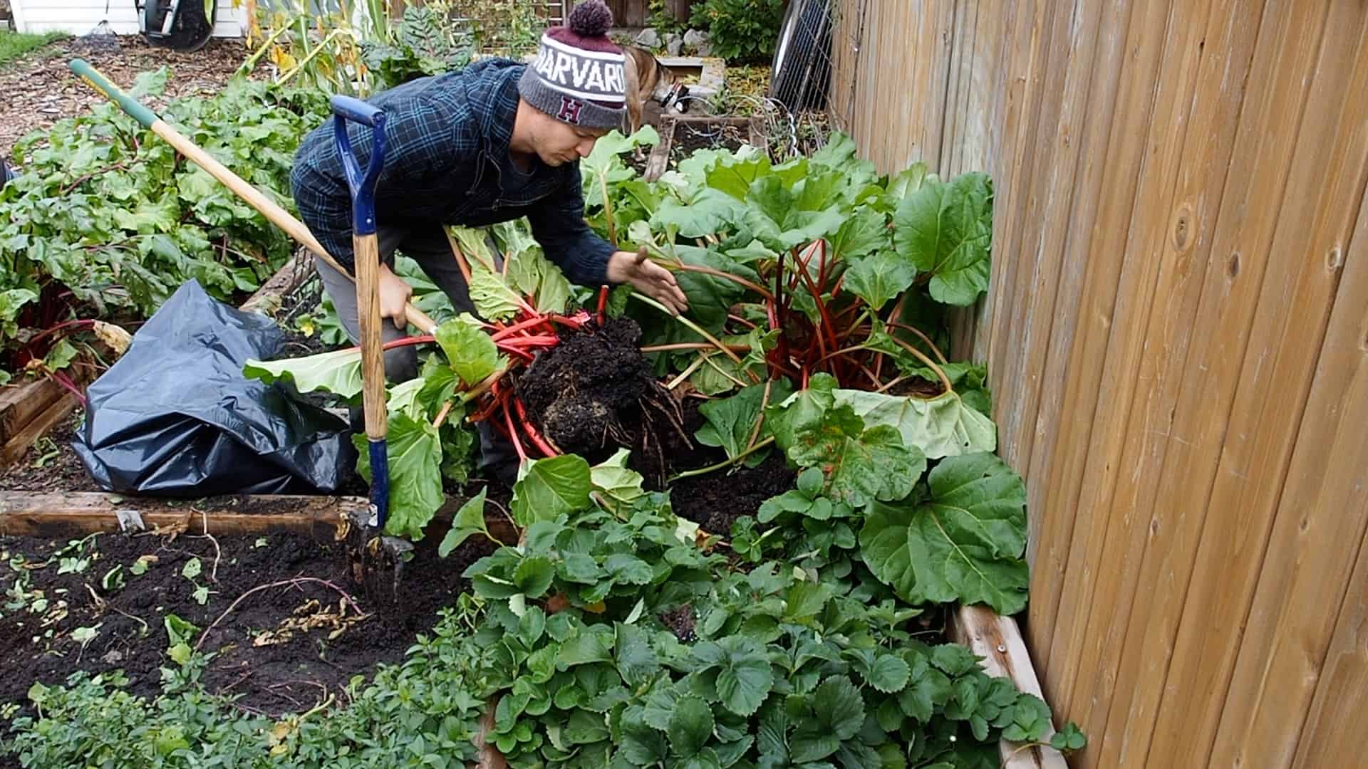 Transplanting rhubarb: The how, when, and where - THE HOMESTUD